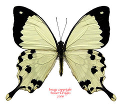 Papilio dardanus meriones (Madagascar)