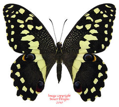 Papilio demodocus (Madagascar)
