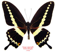 Papilio demolion delostenus (Philippines)