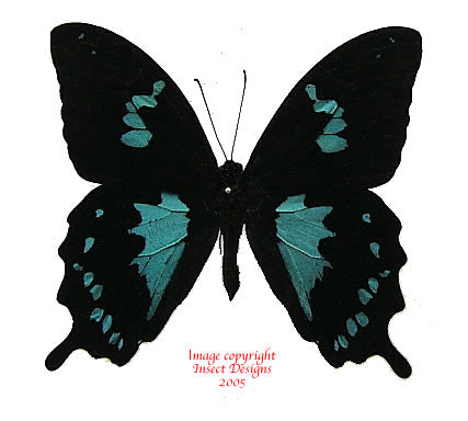 Papilio epiphorbas (Madagascar) A2