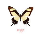 Papilio garleppi interruptus (Peru) A2