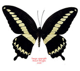 Papilio gigon gigon (Sulawesi)