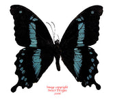 Papilio hornimanni (Tanzania) A2