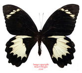 Papilio aegeus (Arfak) A-