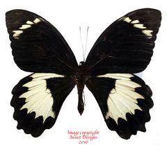Papilio aegeus (Arfak) A-