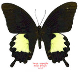 Papilio albinus (Arfak) A2