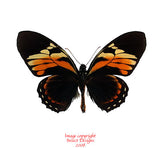 Pterourus bachus chrysomelas (Peru)