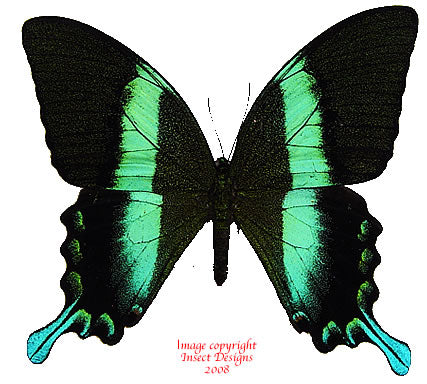 Papilio blumei (Sulawesi)
