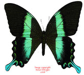 Papilio blumei (Sulawesi) A-