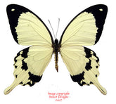 Papilio dardanus (Cameroon) A2