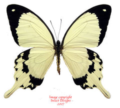 Papilio dardanus (Cameroon) A2
