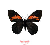 Papilio euterpinus (Peru)