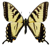 Papilio glaucus (USA) A-