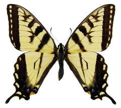 Papilio glaucus (USA) A-