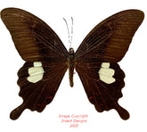 Papilio helenus (Malaysia)