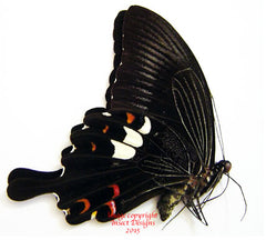 Papilio helenus (Philippines) A-