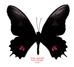 Heraclides isodorus (Peru)