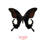 Papilio iswara (Malaysia)