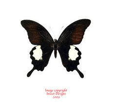 Papilio iswara (Malaysia)