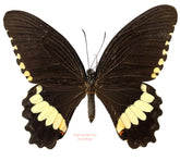 Menelaides polytes ledebouria (Philippines) - female
