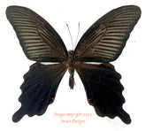 Papilio protenor (Japan)