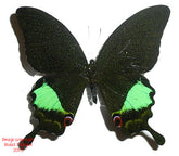 Achillides karna karna (Java) A-