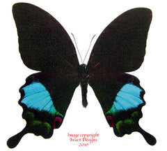 Achilles karna iruana (Philippines)