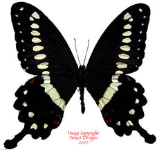 Papilio lormieri (Cameroon) A-/A2