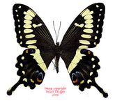 Papilio ophidicephalus (Tanzania)