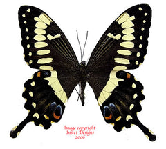 Papilio ophidicephalus (Tanzania) A2