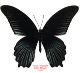 Papilio memnon agenor (Malaysia)