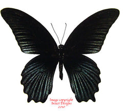 Papilio memnon agenor (Thailand) A-