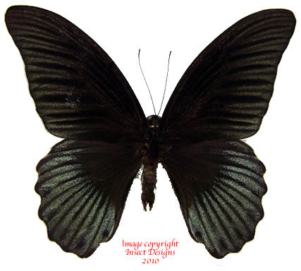 Papilio memnon (Seram) - male