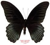 Papilio memnon (Seram) - male