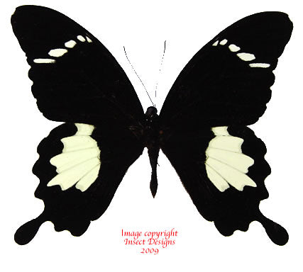 Papilio nephelus sunatus (Malaysia)