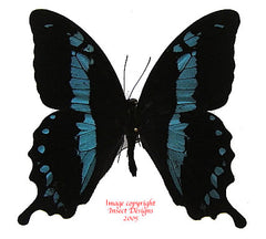 Papilio oribazus (Madagascar)