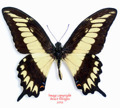 Heraclides ornythion (Peru)