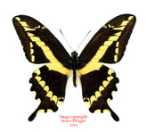 Heraclides paeon (Peru)