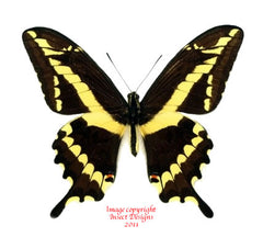 Heraclides paeon (Peru)