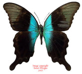 Papilio peranthus adamantius (Sulawesi)