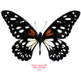 Papilio rex (Tanzania)