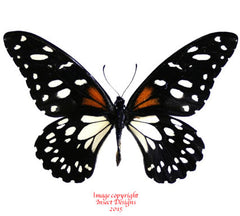 Papilio rex (Tanzania)