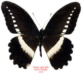 Papilio sjoestedti (Tanzania) A-