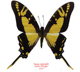 Eurytides thyastes (Peru) A-