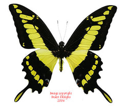 Heraclides thoas (Peru) A-