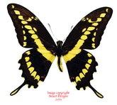 Heraclides thoas neacles (Colombia)