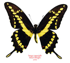 Heraclides thoas neacles (Colombia)