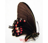 Heraclides torquatus (Peru) - female A-