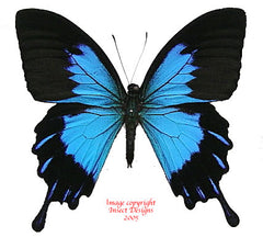 Papilio ulysses telegonus (Bacan) A2