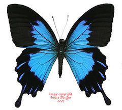 Papilio ulysses telegonus (Bacan) A-